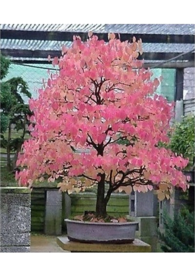 Nadir Ithal Bodur Katsura Bonzai Ağacı Tohumu 5 Tohum Bonsai Tohumu