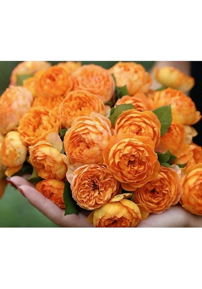 10 Adet Rosa Bush Gül Tohumu