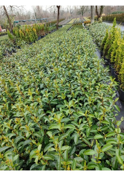 Kartopu Viburnum 1 Adet+fuşya Begonvil 1 Adet+yaprak Güzeli Hediye Bahçe Bitkisi