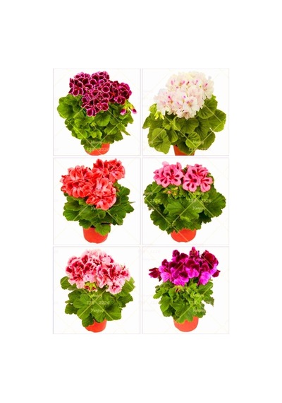 Videolu Karışık Renkli Canlı 2 Adet Sardunya Fidesi 20-40cm Saksılı Geranium