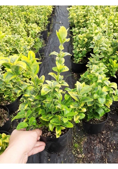 Videolu Altuni Taflan 5 Adet Saksılı/ Tüplü 30-50cm Dış Mekan Bitkisi Euonymuus Japonica