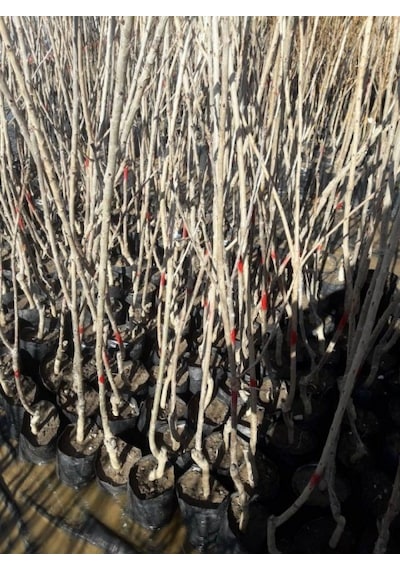 Venüs Nektarin Prunus Persica Nucipersica 3 Adet
