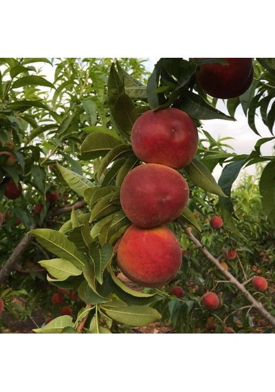 Early Big Şeftali Fidanı Aşılı 80-100 Cm Tüplü