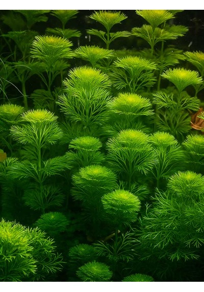 Aqua Expert Kolay Akvaryum Bitkisi - Limophila Sessiliflora Ambulia - Saksılı - 5 Dal