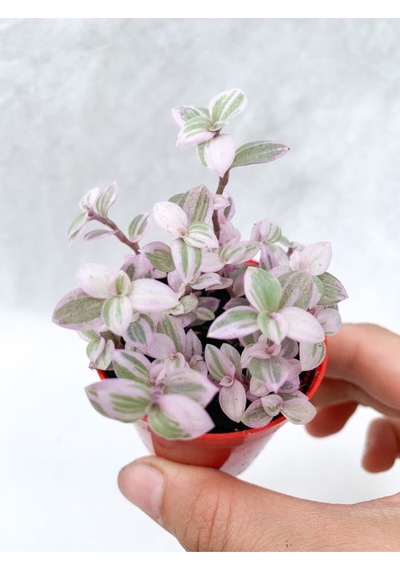 Callisia Repens Pink Lady Mini Pembe Telgraf Çiçeği - 5.5 Cm Saksıda