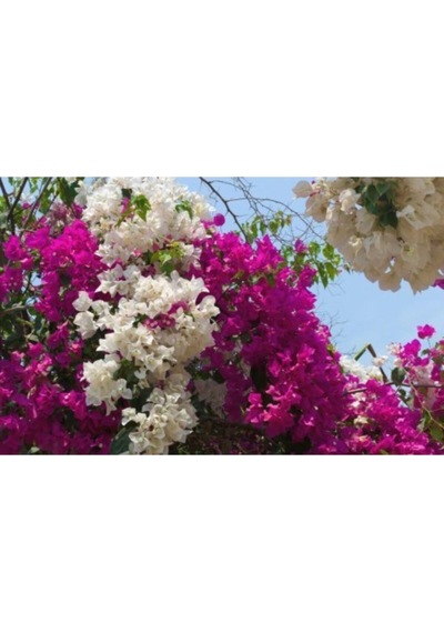 Serada Decor Plant Çift Renk Pembe Beyaz Begonvil Çiçeği Fidanı 60 Cm Saksılı