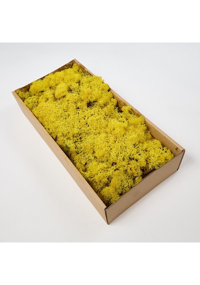 Trend Bahçe Sari Şoklanmış Reindermoss Teraryum Yosunu 50 G