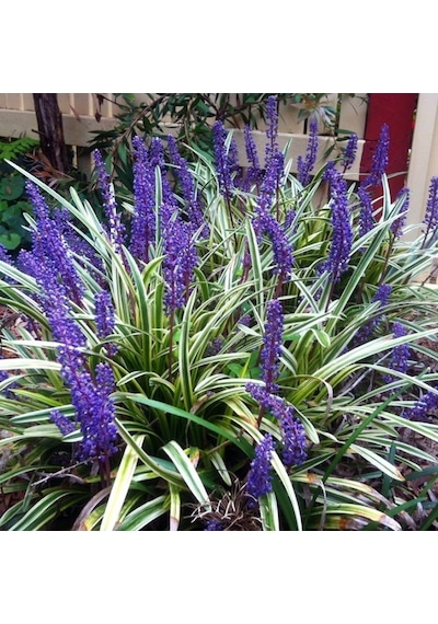 Çim Zambağı 20 Adet 'Liriope Muscari Variegata'
