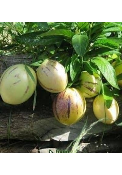 4 Adet Pepino Fidanı. Torbada Dallı