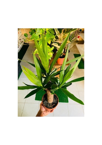 Yucca Massengena Bitkisi Yufka Salon Bitkisi