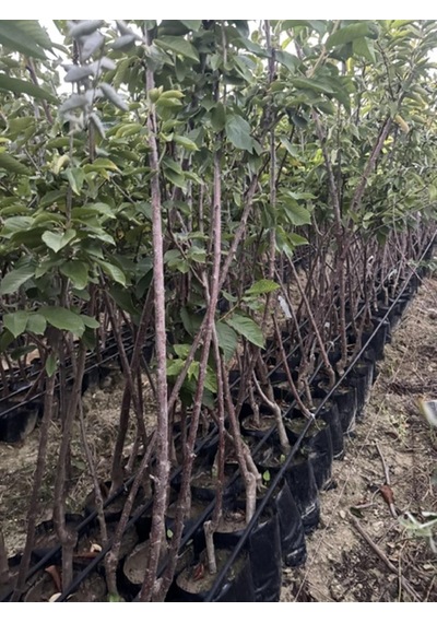 Tüplü,3 Yaş ,kendinden Verimli Sweet Heart Kiraz Fidanıboy 130-150 Cm