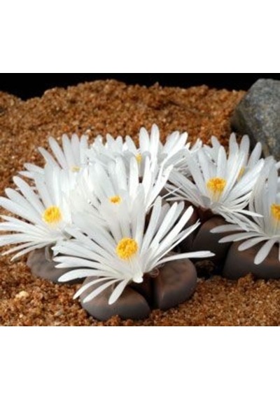 Serada Decor Plant Pleiospilos Nelii Lithops Beyaz Çiçek Açan Taş Kaktüs Yaşayan Taşlar