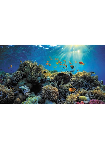 Kanki Pet KP7045021 Akvaryum Arka Fon Yapıştırma 70 CM
