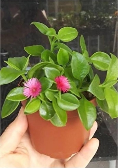 Buz Çiçeği Fidesi Fidanı Yer Örtücü Çok Yıllık Aptenia Cordifolia