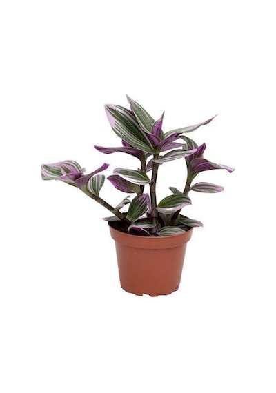 Sardunya Çiçeği Kırmızı Telgraf Çiçeği Fidanı 2 Li Set 10-20 Cm
