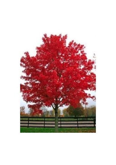 Acer Palmatum Atropurpureum Fidanı 60-80 Cm
