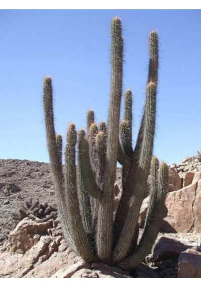 Nadir Peru Kaktüsü Tohumu Ekim Seti