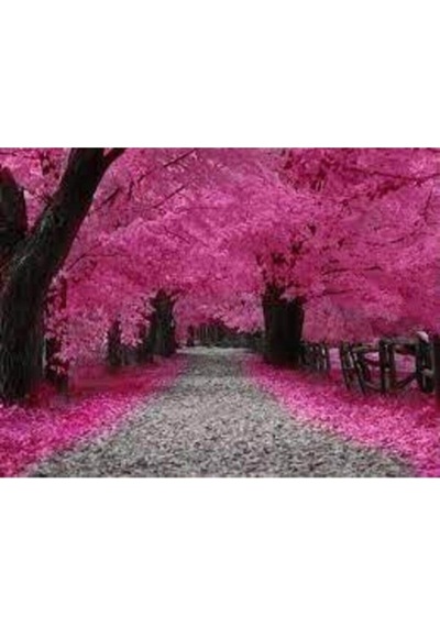 10 Adet Tohum Organik İthal Sakura Pembe Ağaç Tohumu Saksı Toprak Hediyelidir