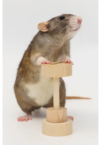 Hamster Dambıl Oyuncağı 4 9 Cm Doğal Ahşap, Kemirme Ve Oyun İçin Dayanıklı