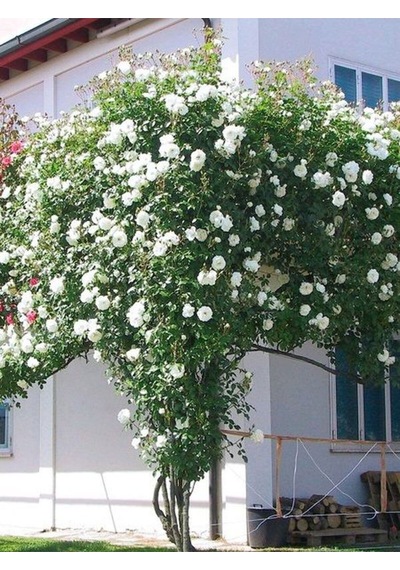 Videolu Beyaz 1adet Sarmasık Çardak Gülü Fidanı Saksılı 60-120cm Rose On A Pergola