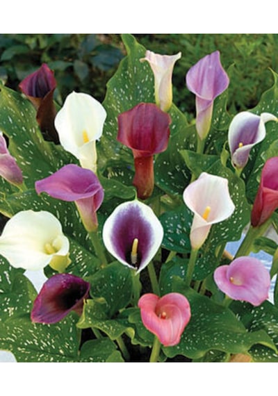 Nadir Ithal Karışık Calla Lily Tohumu 10 Tohum Çiçek Tohumu