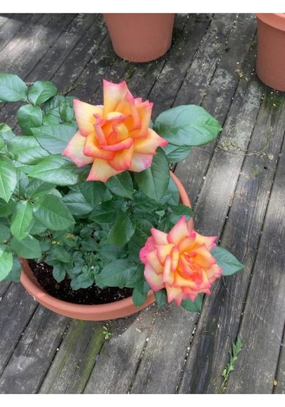 Turuncu Orange Pompon Yediveren 30 65cm Saksılı Aşılı Gül Orange Rose