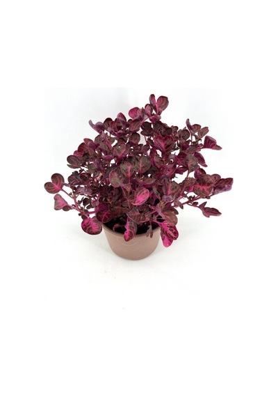Kırmızı Çingene Şalvarı Fidanı 10-20 Cm