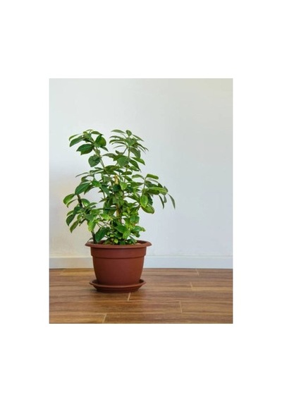 Gardenia Jasmionides Gardenya Fidanı Ofis Salon Bitkisi 10-20 Cm