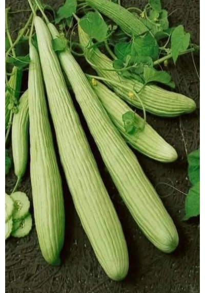 Acur Tohumu 10 Gr .