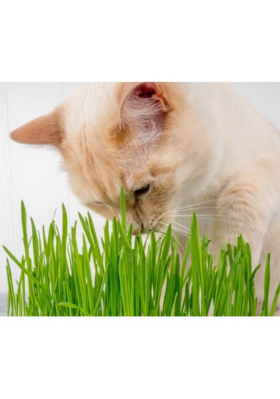 Kedi Çimi 12 cm'lik Saksıda