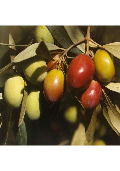 Tüplü Büyük Meyveli Sarı Ulak Zeytin Fidanı