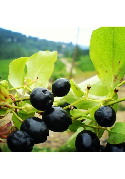 Tüplü Bilberry Doğal Likapa Fidanı