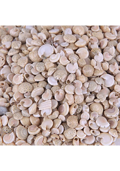 Umbinium Beyaz Kiloluk Deniz Kabuğu 1 Kg
