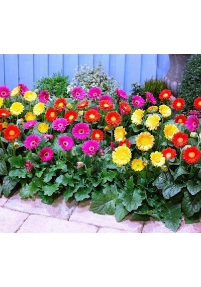 Tohum Dünyam Karışık Renkli Gerbera Çiçeği Tohumu Diğer