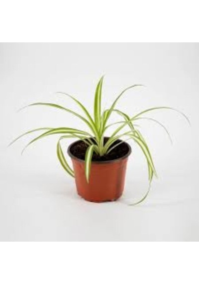 Yavrulu Kurdele Çiçeği 1 Adet Chlorophytum 10-20 Cm
