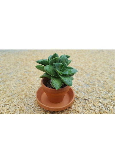 Crassula Springtime - 20 Adet Sukulent - Teraryum Bitkisi