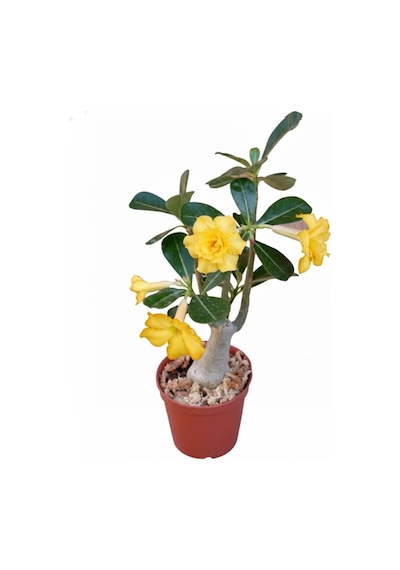 Adenium Obesum Çöl Gülü - Özel Nadir Katmerli Sarı Varyete Yellow Desert Rose 1