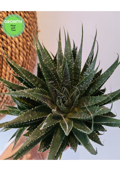 Aloe Aristata Sukulent 1 Adet