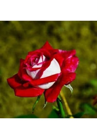 5 Adet Tohum Nadir Kırmızı Beyaz Gül Tohumu Saksı Toprak Hediye