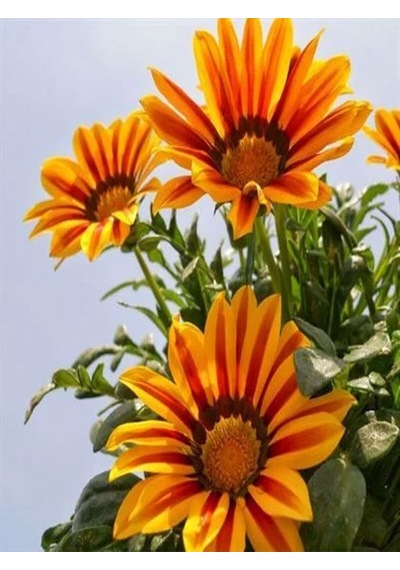 Turuncu Gazanya 5 15 Cm 10 Adet Saksılı/ Tüplü Çiçekli Bodur Bitki Gazania Diğer