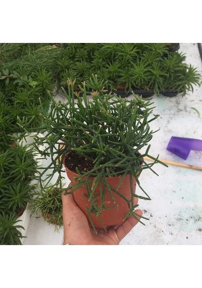 Rhipsalis Heteroclada Ø12 CM Y15-20 CM