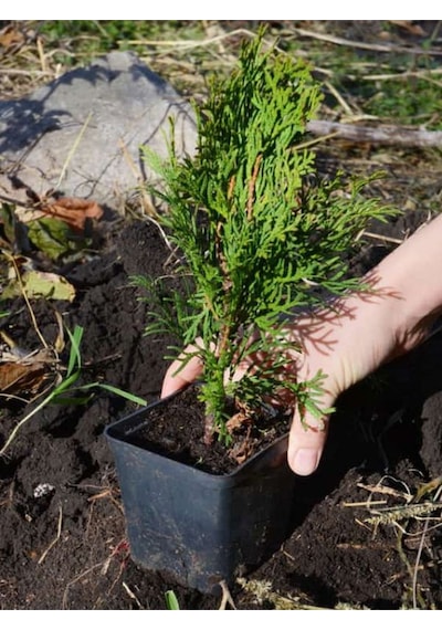 Leylandi Çam Fidanı 10-25cm 30 Adet Tüplü Bahçe Bitkisi Cupressus Leylandii