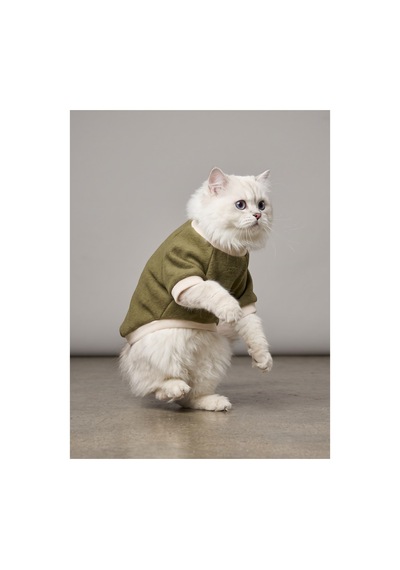 Natura Kedi Polar Sweatshirt Kapüşonsuz Yumuşak Polar Kedi Kıyafeti Nefti Yeşil