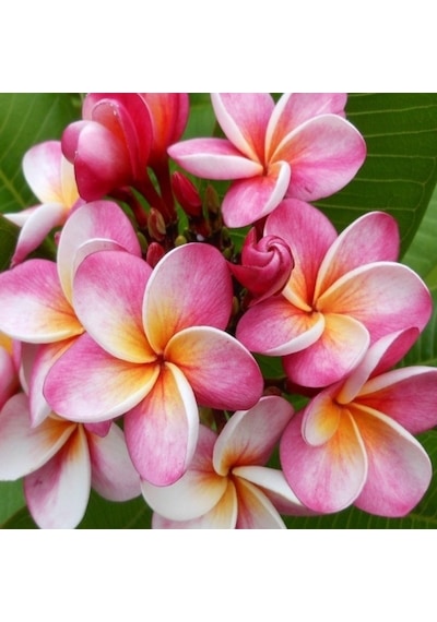 Saksıda Amerikan Fulu (plumeria Alba) Ağacı Fidanı