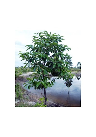 BLACK SAPOTE ( ÇİKOLATA MEYVESİ AĞACI ) FİDANI 1 YAŞ 15 CM