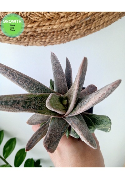 Gasteria Little Warty Variegated 1 Adet