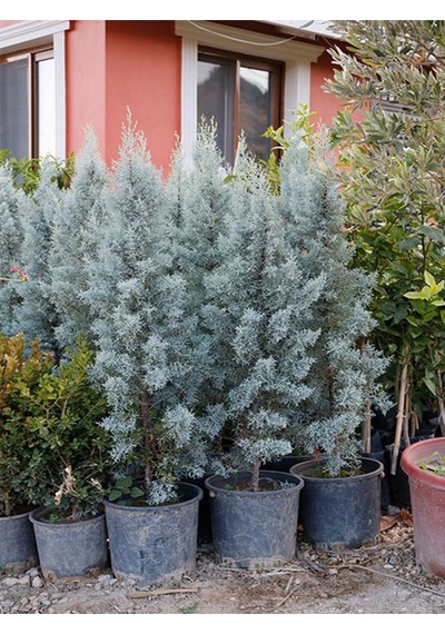 Videolu Mavi 1 Adet Servi Çamı Fidanı 30-70cm Saksılı\tüplü Cedar Pine Tree Sapling