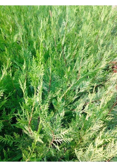 Serada Decor Plant 5 Adet Küçük Torbada Leylandi Fidanı Çit Çamı 15-25cm Soğuğa Dayanıklıdır.