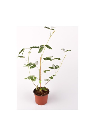 Küstüm Çiçeği Fidesi Fidanı 10-20 Cm