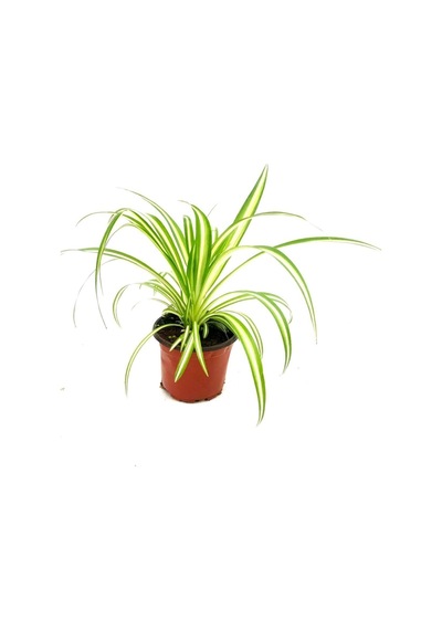 Kurdele Çiçeği Chlorophytum Comosum 20 - 30cm. Çapında. 12cm. Saksıda